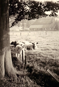 F68 Bij boerderij het Garmel, 1965